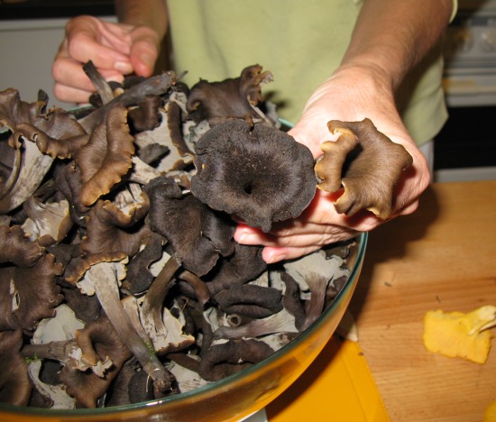 Macrolepiota Procera Parasol